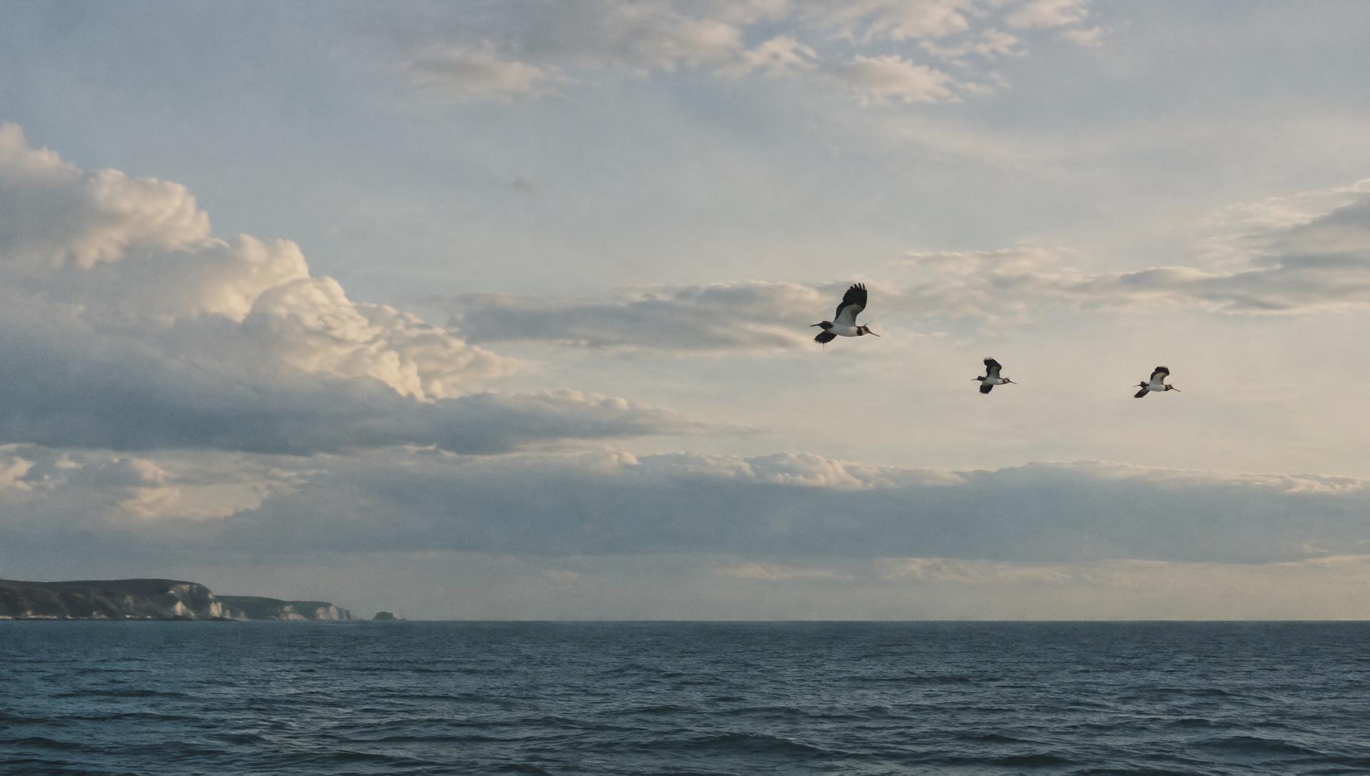 Lapwings flying over open sea beneath a wide sky