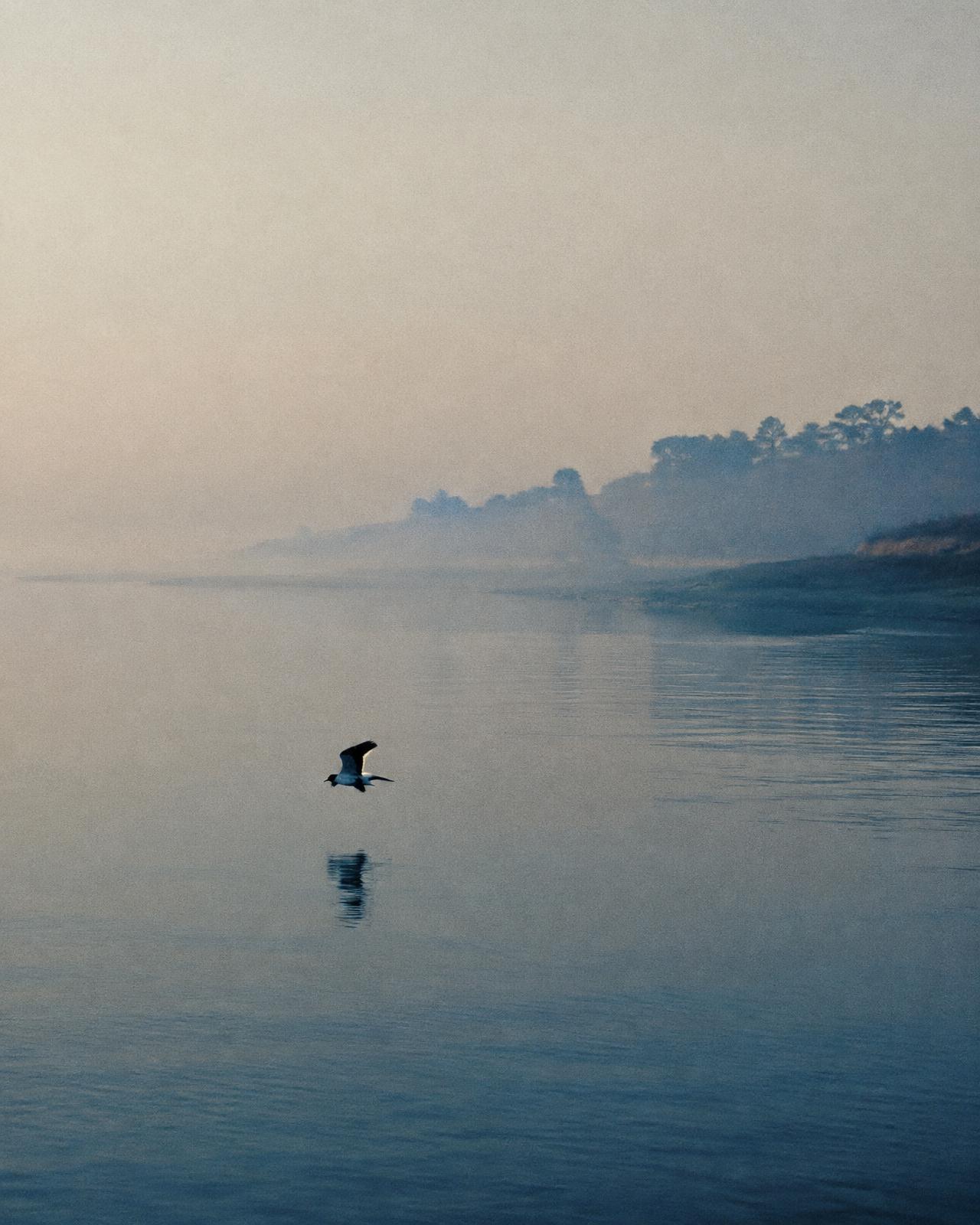 A single lapwing flying low over still water at dawn